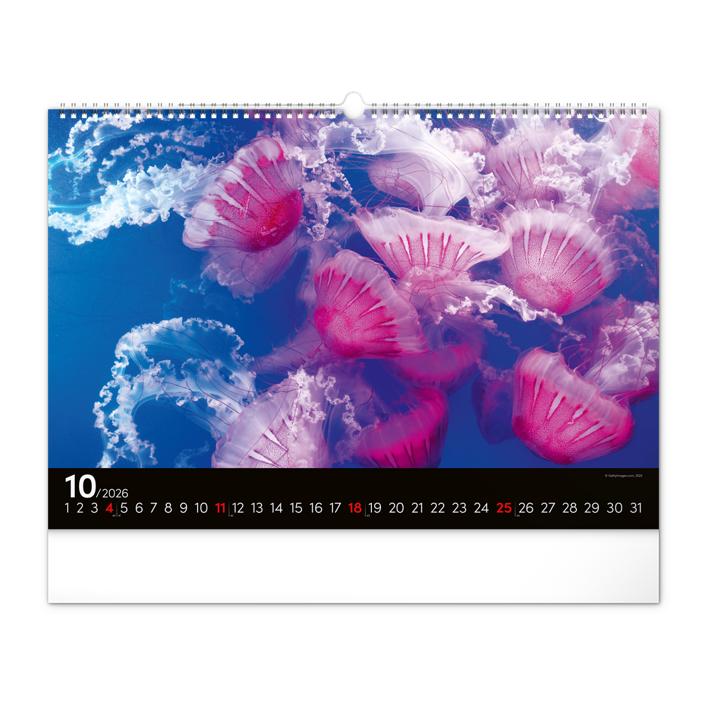 Falinaptár képes  480×330mm Ocean Wildlife Realsystem 2026. - Image 2