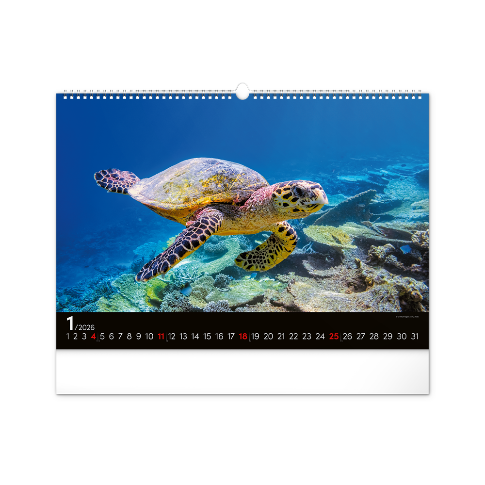 Falinaptár képes  480×330mm Ocean Wildlife Realsystem 2026. - Image 3